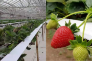PVC truss tape to support greenhouse tabletop soft fruit strawberries for Ontario